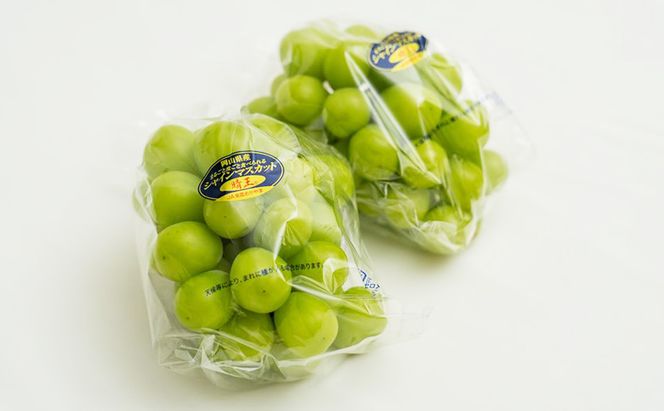 ぶどう 2026年 先行予約 シャイン マスカット 晴王 2房 (1房480g以上) 化粧箱入り ブドウ 葡萄 岡山県産 国産 フルーツ 果物 ギフト 