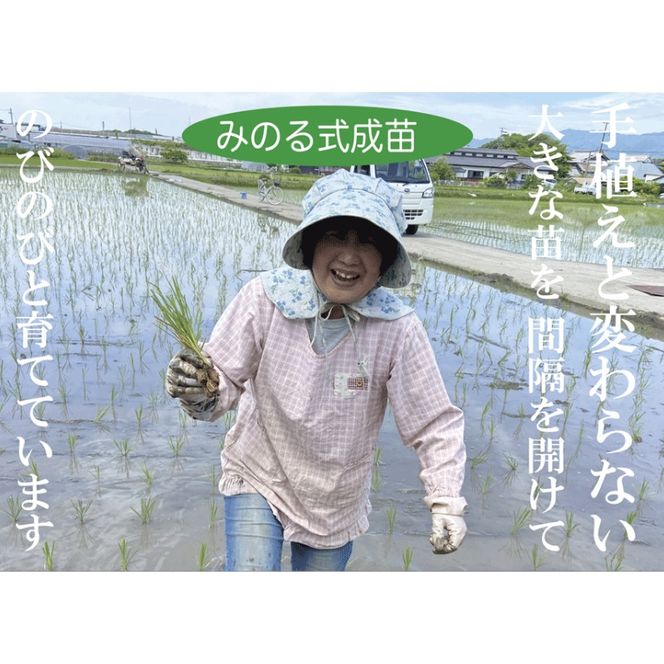 伊賀米コシヒカリ特別栽培米「真米」白米5kg ×6回お届け定期便【ymnk-tkb0003】