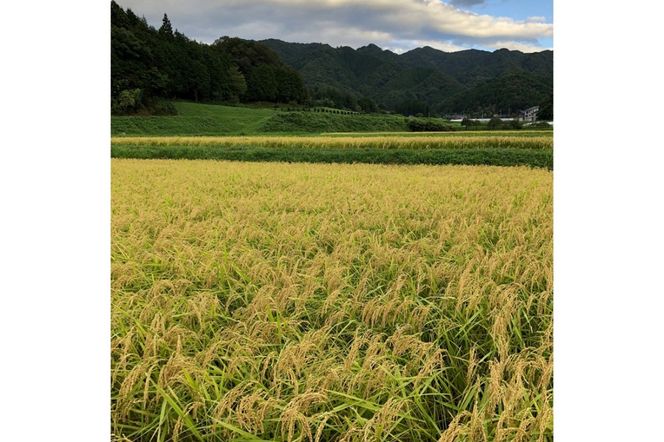 京都・久美浜産 特別栽培米コシヒカリ 1.5kg　AL00001