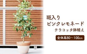 苗木 レモン 斑入り レモンの木 ピンクレモネード テラコッタ鉢 植物 ガーデン インテリア ※配送不可:北海道、沖縄、離島 