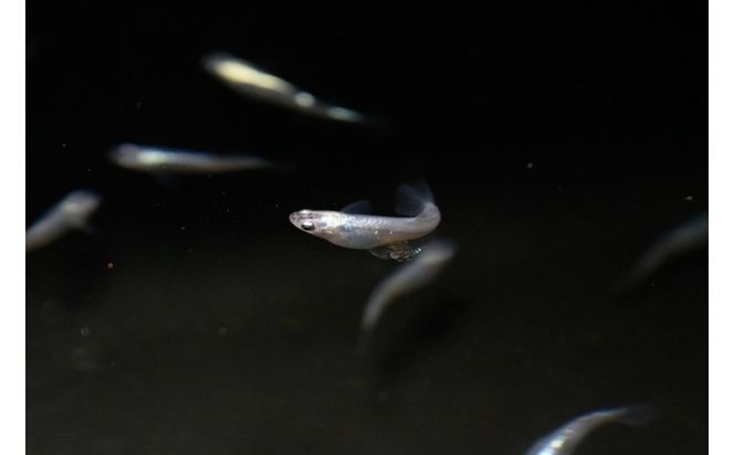 下総めだかの学校厳選！紫陽花（あじさい）めだか 2ペア4匹 生き物 鑑賞