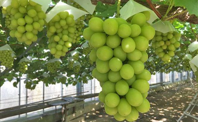 越冬 ぶどうシャイン マスカット 1房 約800g 岡山県産 四代目 五果苑 果物類 フルーツ 糖度20度 低温貯蔵 甘い 種なし 皮ごと ご進物 