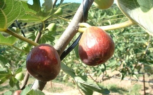 福岡県ブランド いちじく 「博多とよみつひめ」 約300g×4パック （計約1.2kg） 【2026年8月下旬～2026年10月下旬発送予定】 とよみつひめ 無花果 イチジク 果物 フルーツ 九州 福岡県 香春町 冷蔵