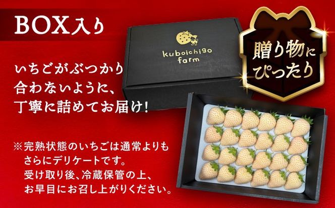 【先行予約】 ＼毎年1月より順次発送／ 白いちご　White Fairy 24粒 果物 いちご フルーツ 愛西市 / くぼ苺農園 【配達不可：北海道・沖縄・離島】[AECJ018]