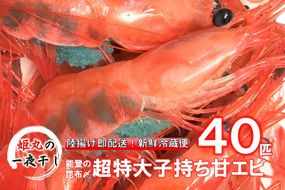 【2026年9月～10月発送】獲れたて鮮度抜群！姫丸の子持ち甘エビ40匹丸ごと昆布〆
