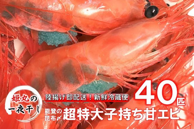 【2026年9月～10月発送】獲れたて鮮度抜群！姫丸の子持ち甘エビ40匹丸ごと昆布〆