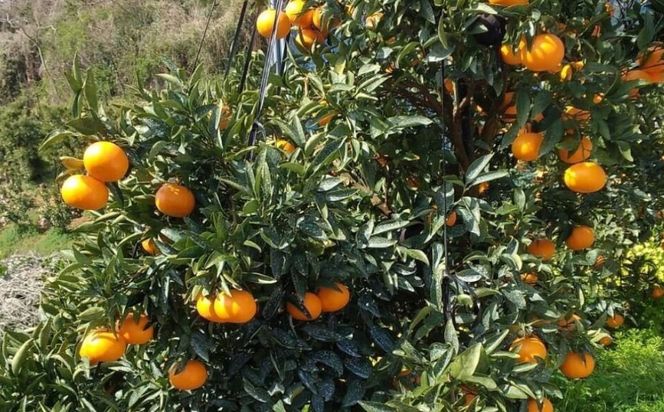 【先行予約】【数量限定】＼農園直送／愛媛県産せとか3kg×1箱（2026年2月下旬より順次発送） IKTV007