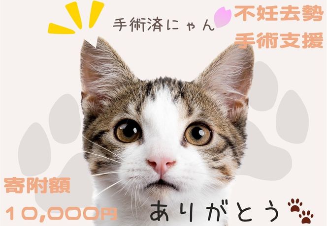 K012 飼い主のいない猫の不妊去勢手術支援～不幸な命を増やさないために～