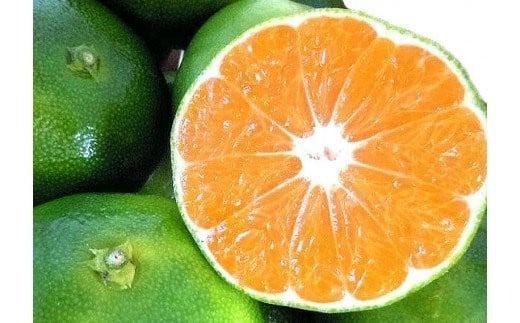 ＼光センサー選別／【先行予約】＼有機質肥料100%／ こだわりの青切りみかん 約2kg サイズ混合 【2026年9月～10月に順次発送予定】【nuk169B】