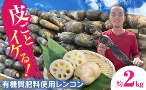 【先行予約】土付き鍬掘り レンコン　2kg れんこん 蓮根　産地直送 野菜　愛西市/株式会社山三レンコン [AEBK001]