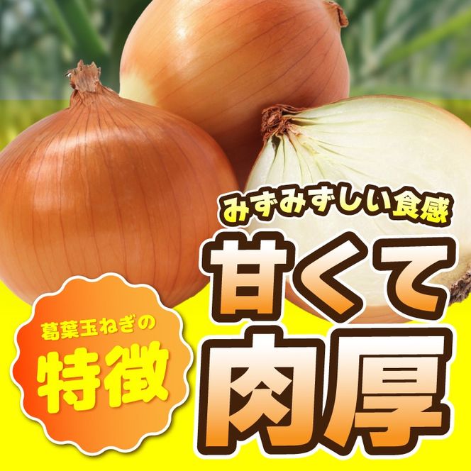 010B1965 葛葉玉ねぎ 3kg【10玉程度 泉佐野市 泉州たまねぎ 肉厚 甘い】