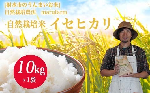 【射水の美味しいお米】【自然栽培農法】自然栽培農家 marufarm 自然栽培米「イセヒカリ」10kg ※2026年10月～発送