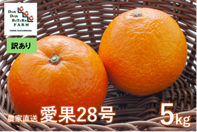 【訳あり】愛果28号 約5kg（小玉） | 柑橘 みかん 果物 フルーツ 愛媛県産 農家直送　※離島への配送不可　※2024年12月下旬より順次発送予定