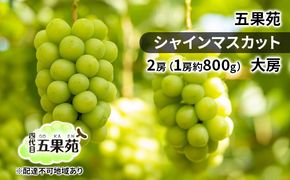 ぶどう 2026年 先行予約 シャインマスカット 2房（1房約800g） 大房 ぶどう フルーツ 果物 贈り物 ギフト 岡山 五果苑 減農薬 甘い 美味しい 人気 種なし 皮ごと ご進物 最適 
