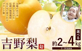 【2026年先行予約】熊本県氷川町産 吉野梨 品種おまかせ 約2kg 約3kg 約4kg(2～16玉前後) 《8月上旬-9月末頃出荷》---hkw_lcl_251_2kg---