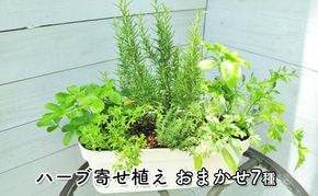 ハーブ 7種 フレッシュハーブ 香りの寄せ植え 白鉢 受皿付き 植物 ガーデン インテリア 