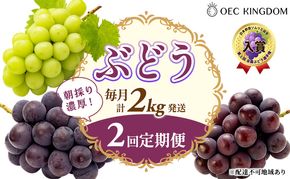 ぶどう 2026年 先行予約 2回 定期便 (毎月計2kg発送) ピオーネ オーロラブラック シャインマスカット ブドウ 葡萄 岡山県産 国産 フルーツ 果物 ギフト OEC KINGDOM ぶどう家 果物類