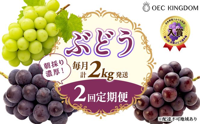 ぶどう 2026年 先行予約 2回 定期便 (毎月計2kg発送) ピオーネ オーロラブラック シャインマスカット ブドウ 葡萄 岡山県産 国産 フルーツ 果物 ギフト OEC KINGDOM ぶどう家 果物類