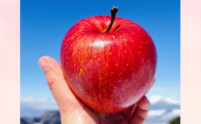 【2026年 11月～ 発送】りんご 先行予約 贈答用 葉とらず サンふじ 約 3kg フルーツ 果物