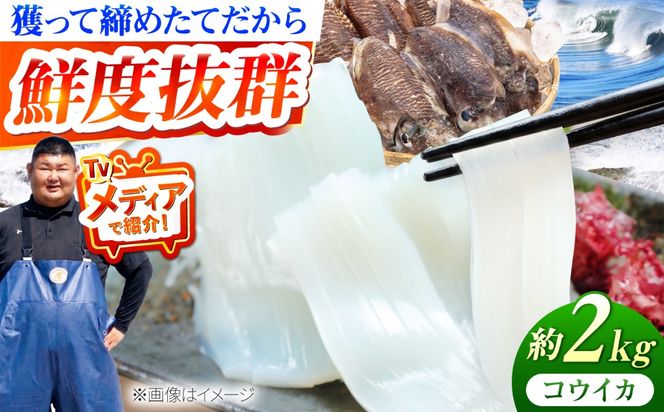 【先行予約】【2027年3月下旬以降順次発送】築上町で捕れた コウイカ 約2kg (5～10杯)《築上町》【明青丸】 [ABCB007]