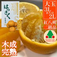 ちょっと 傷あり 木成完熟 紅はっさく 3L × 6玉 または 2L × 7玉 サイズ 化粧箱【2026年4月上旬～発送】 	BS783