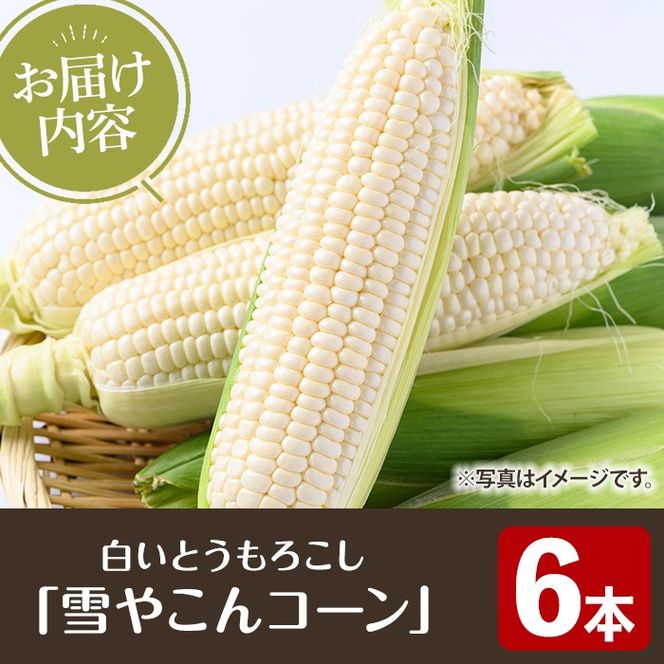 ＜先行予約受付中！2026年6月中旬以降順次発送予定＞白いとうもろこし「雪やこんコーン」(6本) 国産 トウモロコシ 玉蜀黍 ホワイト コーン 野菜 糖度 夏 イネ科 数量限定 期間限定【うとさんち】akn067-13