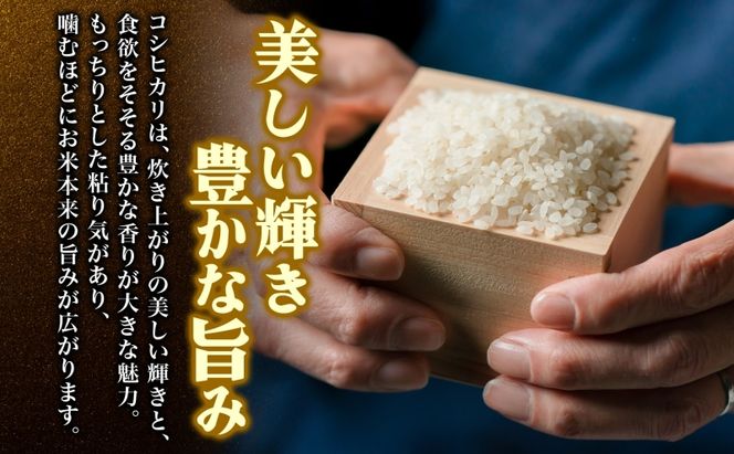 定期便 全5回 天水の恵米 コシヒカリ 白米 10kg 5回 お米 粘り もっちり 国産 白米 ご飯 もちもち 柔らかい お弁当 おにぎり らんざん営農 ギフト 贈り物 嵐山町 埼玉県