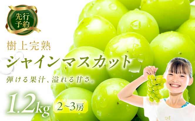 【先行予約】樹上完熟 シャインマスカット 1.2kg（2～3房）（2026年9月中旬～発送） ふるさと納税 シャインマスカット しゃいんますかっと 葡萄 ブドウ ふるーつ 甘い あまい ギフト お取り寄せ　BF00016