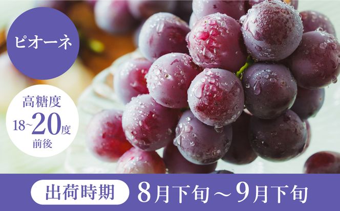 【2026年先行予約】数量限定 訳あり 豊岡ぶどう「ピオーネ」 約300g×2パック ／ ぴおーね ブドウ 葡萄 訳ありぶどう 大粒 強い甘み 爽やかな酸味 新鮮 果物 産地直送 くだもの フルーツ 上品 香り
