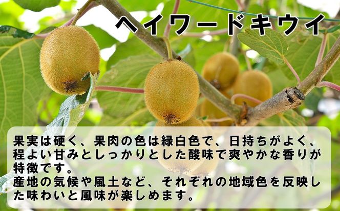 【FUJI SMILE（フジスマイル）】キウイ　２ｋｇ（１０～１２個）　ヘイワードキウイ フルーツ 果物 くだもの キウイフルーツ 山梨 やまなし 富士川町