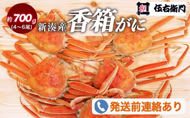 【伍右衛門】新湊産香箱がに4～6尾（計約700g）｜海鮮 お祝い 集まり ズワイガニ 雌 冬の味覚 茹でたて 新鮮 国産 富山県産 ※2026年11月～発送 ※発送まで1か月以上かかる場合があります。
