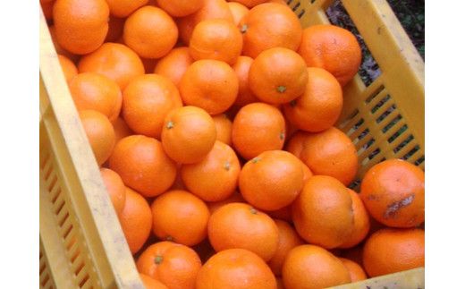 【訳あり】農家直送 有田みかん 約5kg ご家庭用 サイズ混合 ※2026年11月～2027年1月より順次発送予定（お届け日指定不可）※北海道・沖縄・離島への配送不可 訳ありみかん みかん ミカン 蜜柑 柑橘 フルーツ 果物 くだもの 温州みかんサイズ混合 訳ありみかん 温州みかん 有機質肥料100% ふるさと納税 柑橘 有田 産地直送【nuk161E】