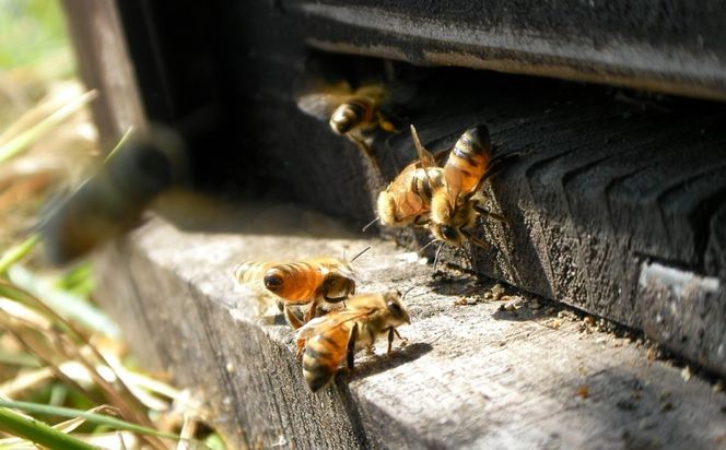 はちみつ 国産 蜂蜜 3種 詰め合わせ 国産レンゲ アカシア 百花蜜 各180g×1 ハチミツ セット FK-3 