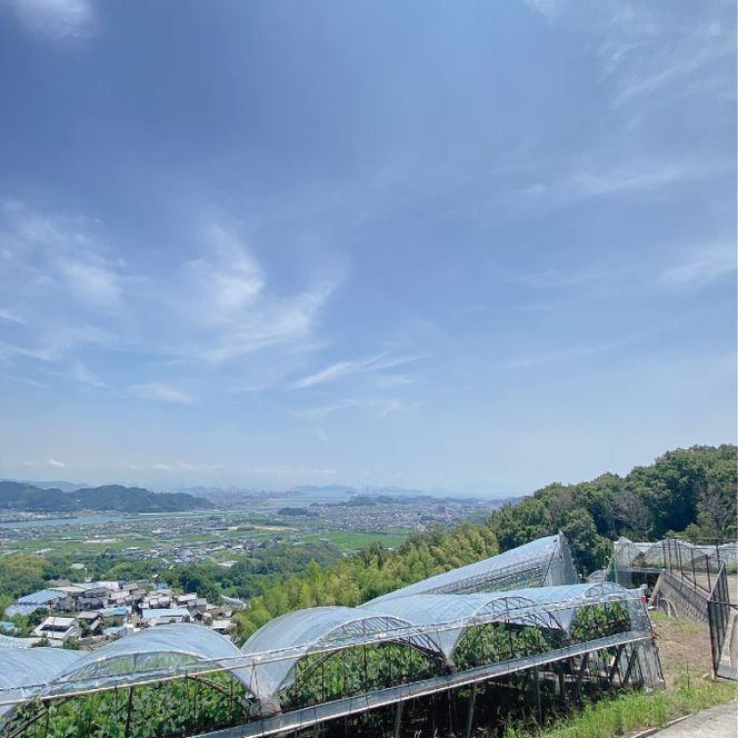 【定期便 全2回】 ぶどう 2026年 先行予約 9月・10月発送 高級品 シャインマスカット 晴王 1房 約700g ブドウ 葡萄 岡山県産 国産 フルーツ 果物 ギフト