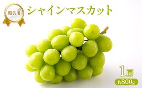 ぶどう 2026年 先行受付 贈答用 シャインマスカット 1房 約800g フルーツ 果物 岡山 赤磐市