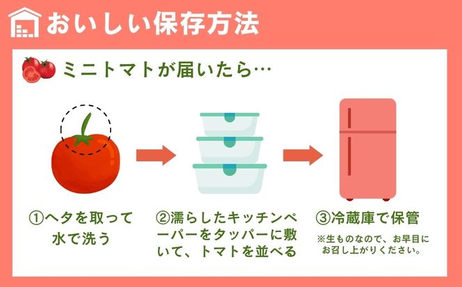 めんごいとまと TYレッドオーレ 150g×12パック ( 計1.8kg ) 4月発送 めんごいとまとたむら アイメック栽培 ミニトマト トマト プチトマト 冬トマト 野菜 農家直送 ギフト プレゼント 新鮮 福島県 田村市 堀越農園 N057-003