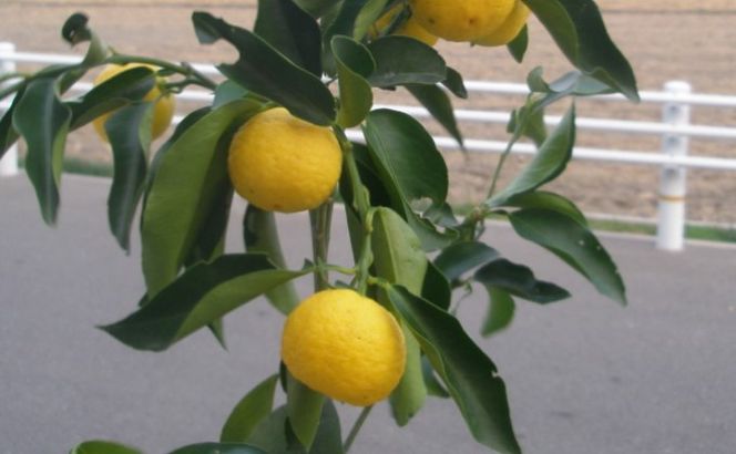柑橘苗 花柚子 苗木（実なし） 植物 柚子の木 小ぶり 樹高 あまり高くならない 鉢植え向き 受粉樹不要 毎年実がなる 庭 園芸 ガーデニング 