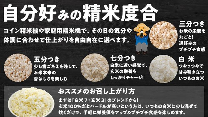 【最短2営業日出荷】 コシヒカリ 玄米 30kg 茨城県 つくばみらい市産スピード発送 お米 米 おこめ こめ コメ 30キロ こしひかり 令和7年産 大容量 玄米食 低GI
