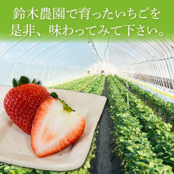 【3Lサイズ以上】いちご とちあいか 600g以上 (300g以上×2パック)｜栃木県 益子町 ふるさと納税 鈴木農園 3L 4L 5L 贈答用 食べ応え抜群 大きい 大きいサイズ いちご イチゴ 苺 果物 フルーツ とちあいか 人気 600g以上 1パックあたり5粒～12粒入り 合計10～24粒入り（DJ002）