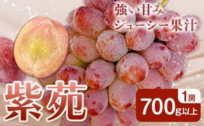 ぶどう 紫苑 しえん フルーツ 700g以上 1房 化粧箱入り 株式会社山博《2026年10月下旬-11月下旬頃出荷》岡山県 笠岡市 送料無料 ブドウ 果物 旬 国産 岡山県産【配送不可地域あり】---Y-31---