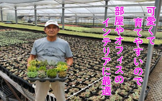 多肉植物 おまかせ アソートセット 12 ～ 15種類 観葉植物 インテリア おしゃれ 植物 室内 丈夫 長持ち 愛知 南知多