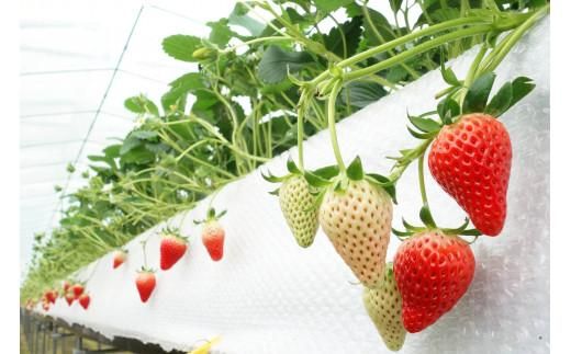 鳥取産苺「あきひめ」大粒詰め合わせ【苺工房たけうち】 312011_BE002