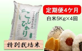 定期便 4カ月【 令和8年産 】毎月  白米 5kg【 コシヒカリ 】