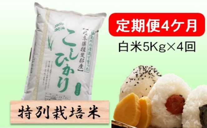 定期便 4カ月【 令和8年産 】毎月  白米 5kg【 コシヒカリ 】