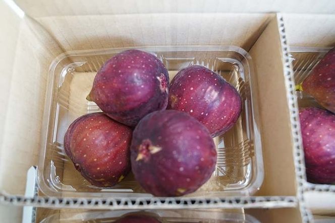 【ハウス栽培】朝もぎ フレッシュな完熟いちじく 碧南市 にいみ農園 フルーツ いちじく トマト農家 H031-006