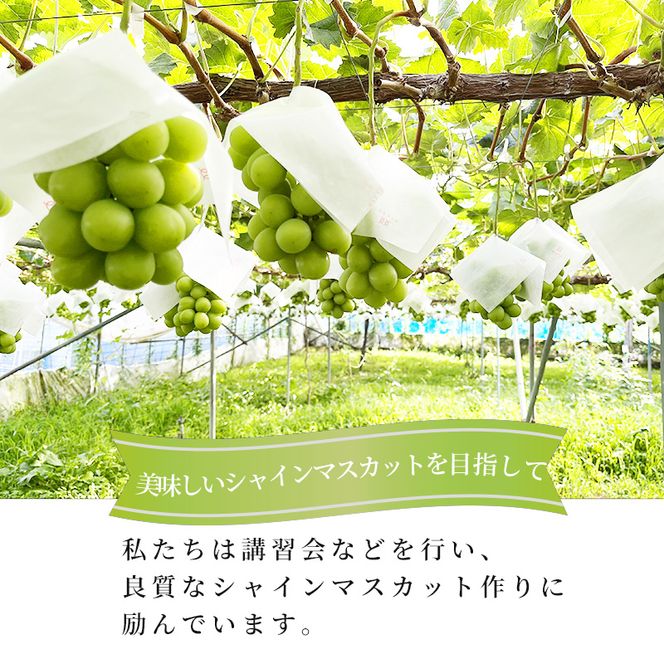 【2026年発送】志賀高原の麓で育った シャインマスカット 3～5房 約2kg ※お届け日時指定不可 ぶどう フルーツ 果物 デザート 長野県 長野