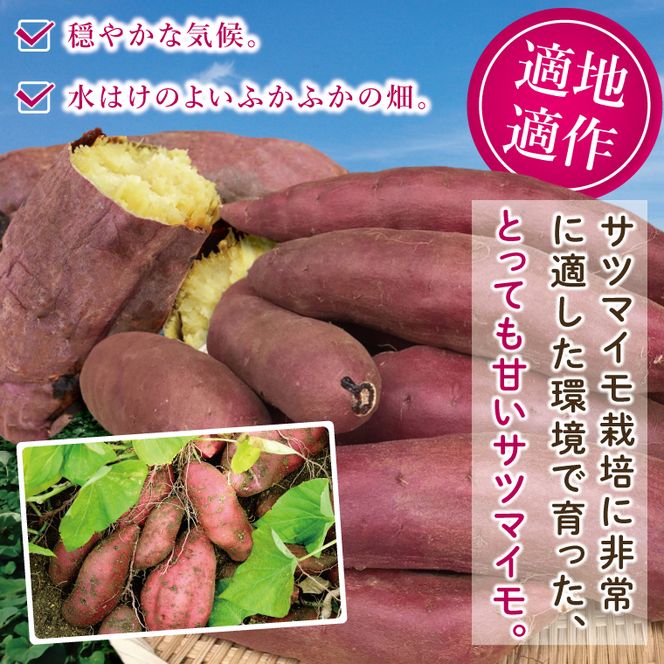 【2026年12月より発送】焼き芋好きのための黄金色で蜜たっぷりサツマイモ 紅はるか 約5kg｜さつまいも サツマイモ お芋 紅はるか 蜜 やきいも 焼き芋 ヤキイモ 茨城県 行方市(BI-71)