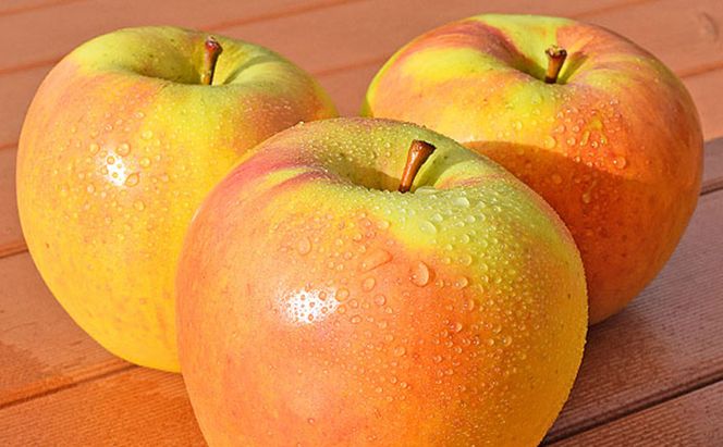 【2026年11月発送】 ぐんま名月約3kg 7～9玉 りんご 長野県産