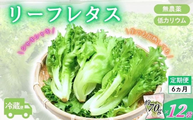 アノレタス（リーフレタス）新鮮シャキシャキ 栽培期間中無農薬低カリウムレタス 12袋×6ヶ月連続お届けセット【kkry-tkb0002】