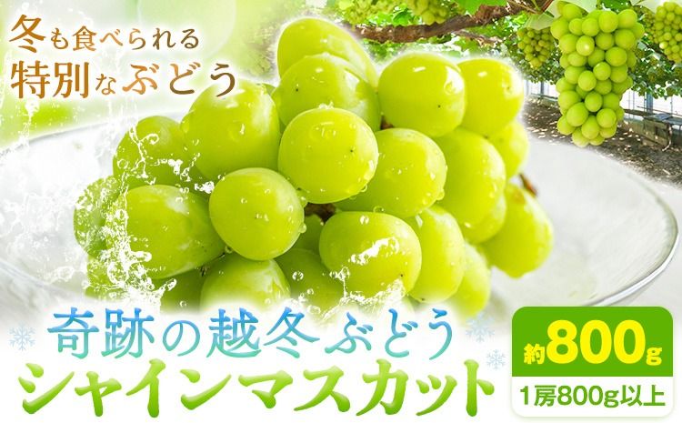 奇跡の越冬ぶどう シャインマスカット 1房 (800g以上) 五果苑[2024年11月上旬-2025年4月中旬頃出荷]越冬ぶどう フルーツ 果物 岡山県 浅口市 送料無料[配送不可地域あり]---124_c710_11j4c_24_24500_1---